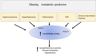 The Carotid Body a Common Denominator for Cardiovascular and Metabolic Dysfunction?